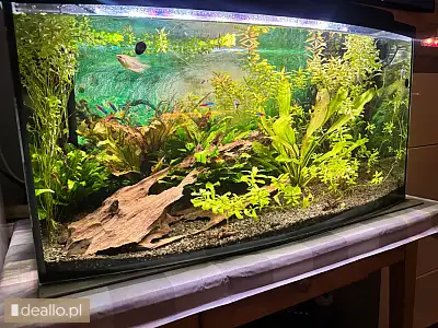 Akwarium 200L - RZESZOWIAK.EU