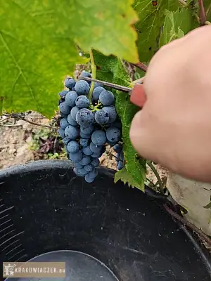 Winobranie 2026 Francja - RZESZOWIAK.EU