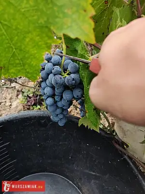 Winobranie 2026 Francja - RZESZOWIAK.EU